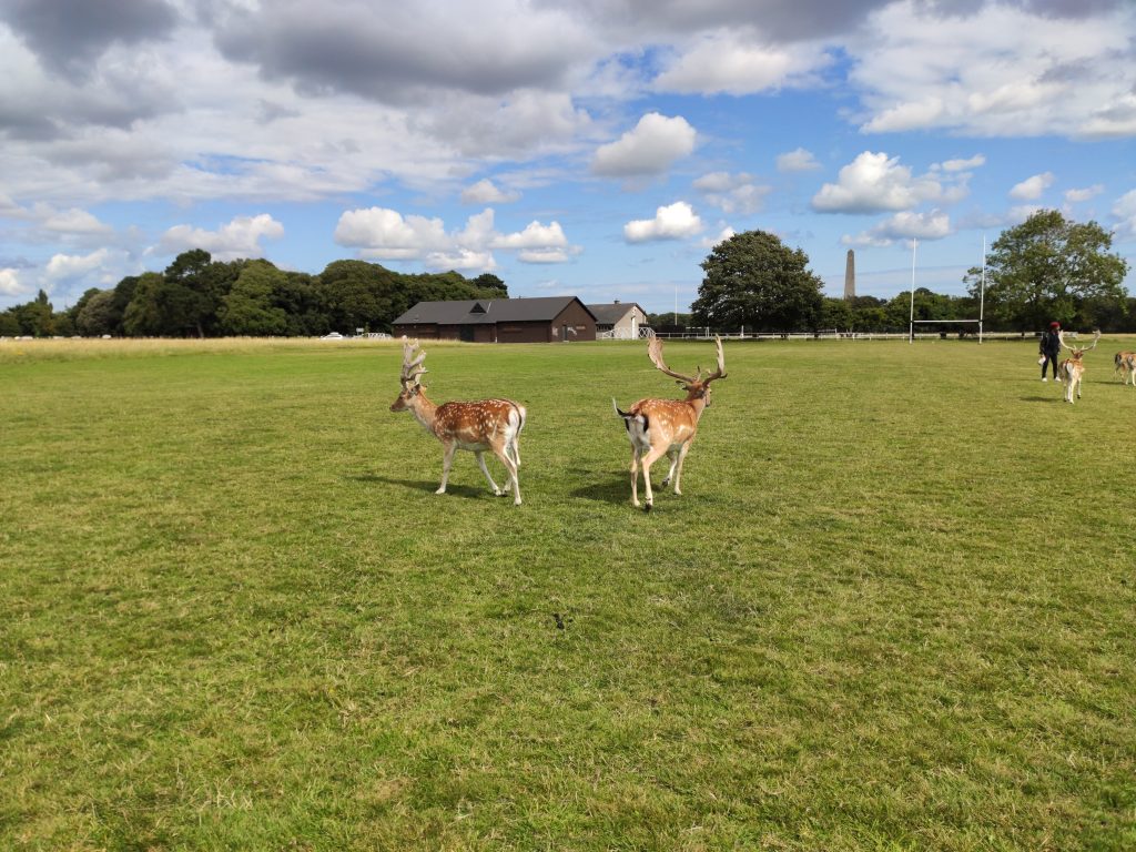 phoenix-park-dublin-Guía-rápida-para-conocer-lo-mejor-de-Dublín